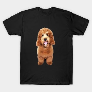 Cockerpoo Cockapoo Spoodle Cute Puppy Dog Doodle T-Shirt